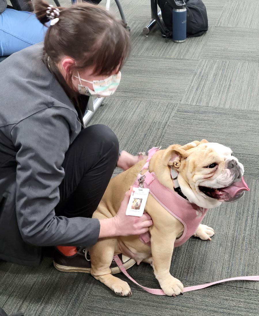 London, a service dog and official employee of TTUHSC, visits students as they prepare for exams.