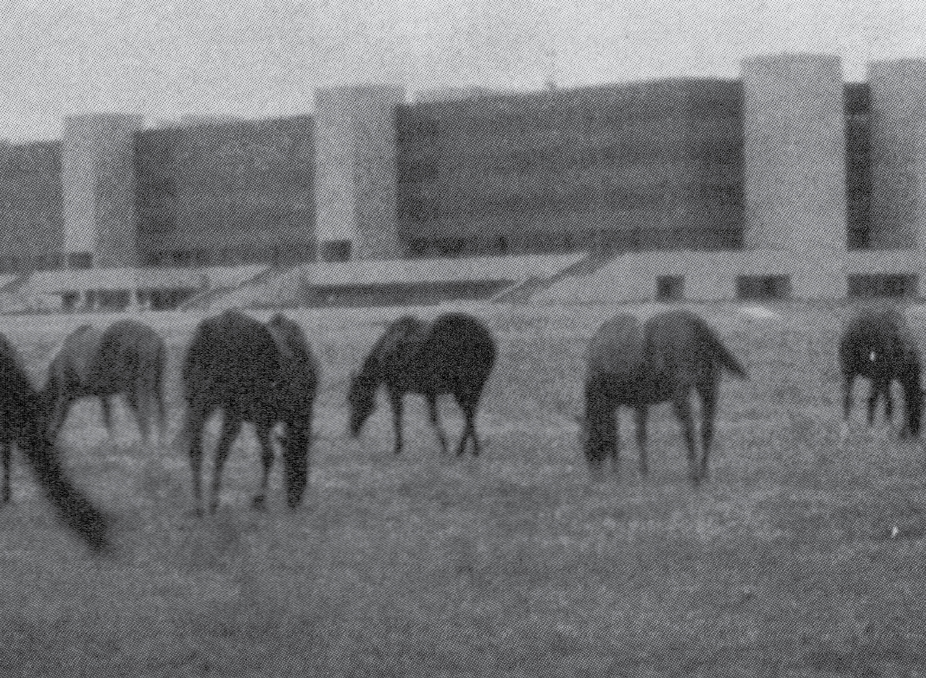 Horses grazing in the school field