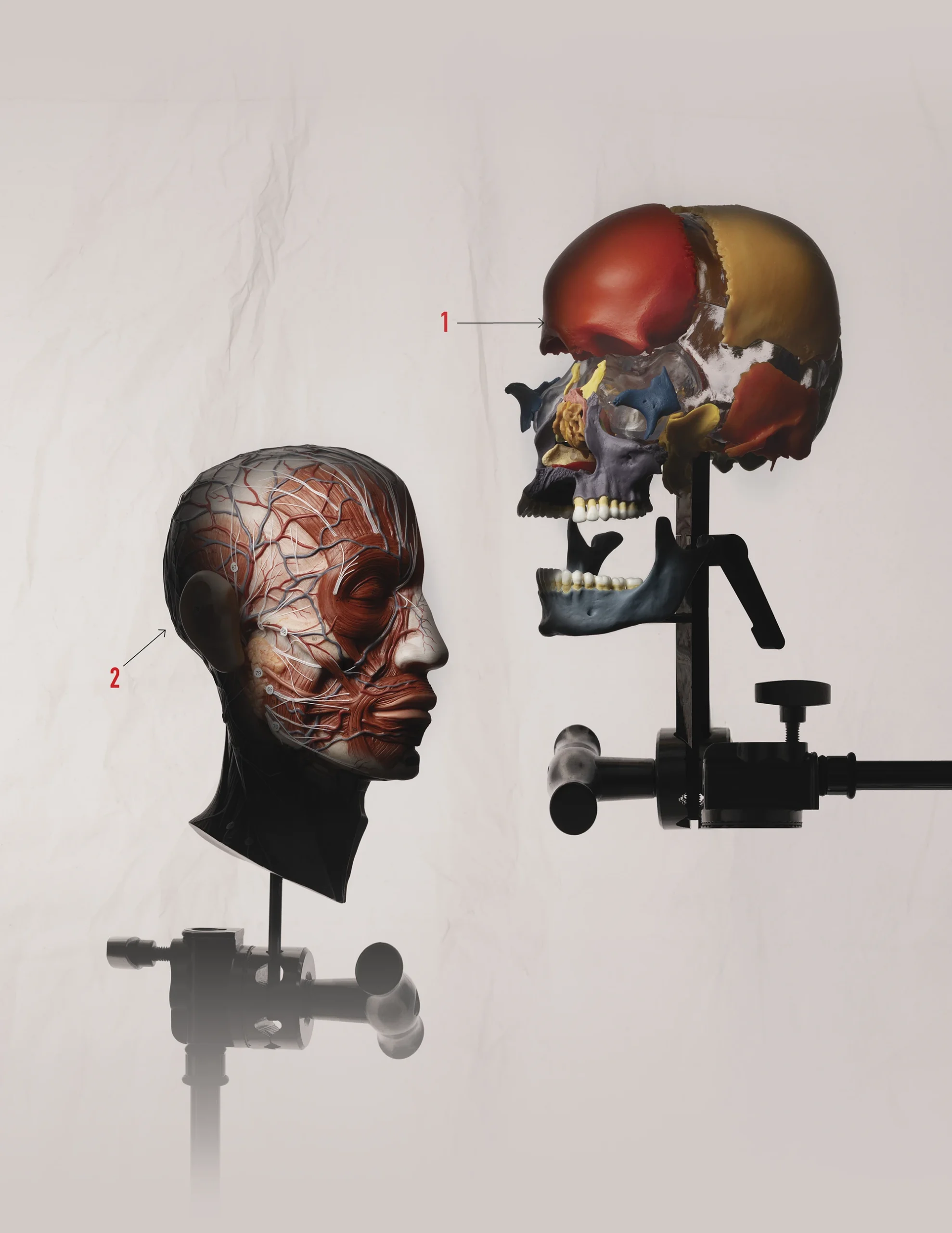 Side-by-side anatomical models of a human head showing facial muscles and blood vessels on one model and a color-coded skull with labeled regions on the other, mounted on stands against a neutral background.